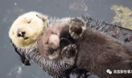 娱乐吃瓜酱海獭手牵手,一场跨界友谊的甜蜜邂逅