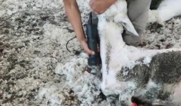 育肥羊爆料视频播放