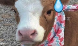 娱乐吃瓜酱羊,揭秘娱乐圈那些不为人知的幕后故事