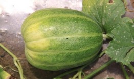 山东吃瓜网红前十名是谁,揭秘瓜界风云人物