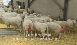 育肥羊爆料视频播放