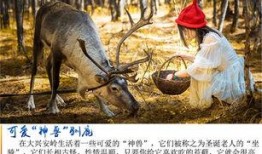网红驯鹿吃瓜视频大全,趣味视频盘点