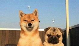 巴哥赤犬爆料视频大全,揭秘宠物界的趣味瞬间