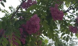 红槐花在线观看,穿越时空的浪漫传奇