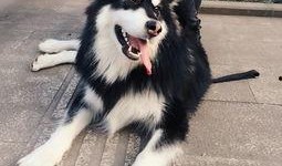 虎牙老虎爆料视频合集,揭秘电竞圈幕后故事