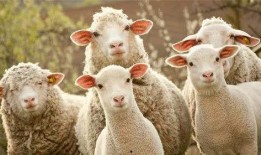 娱乐吃瓜酱羊,揭秘娱乐圈那些不为人知的幕后故事