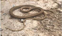 蛇与花2在线观看,在线揭秘神秘花蛇传说