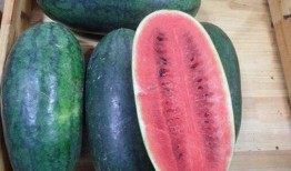 山东吃瓜网红前十名是谁,揭秘瓜界风云人物