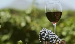 小飞哥爆料葡萄酒视频,葡萄酒世界背后的故事与魅力