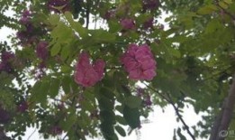 红槐花在线观看,穿越时空的浪漫传奇