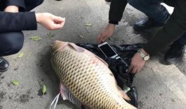 重庆大鲤鱼爆料视频大全,揭秘城市生活百态