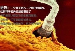 薄荷爆料燕子全过程视频,燕子全过程视频大揭秘
