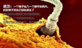 薄荷爆料燕子全过程视频,燕子全过程视频大揭秘